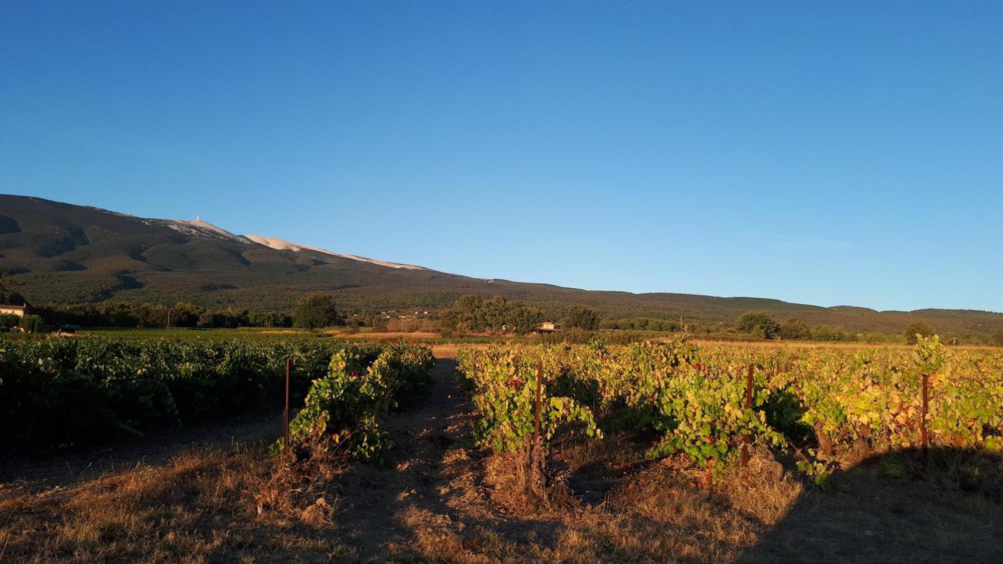 La Carriera, Petite Maison Sud Ventoux, Au Charme Provencal Bédoin Kültér fotó